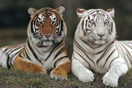 虎跟什么生肖配对最好 生肖虎最佳配对