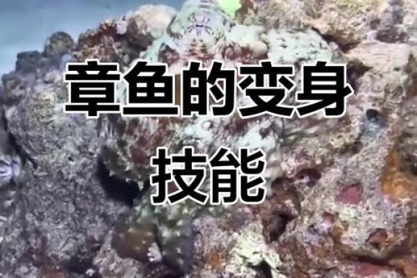 章鱼姓名配对三藏 章鱼的另一个名字叫什么? 章鱼姓名配对三藏 章鱼的另一个名字叫什么?