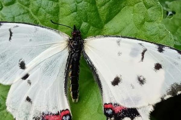 什么八字是蝴蝶双飞格 什么八字是蝴蝶双飞格