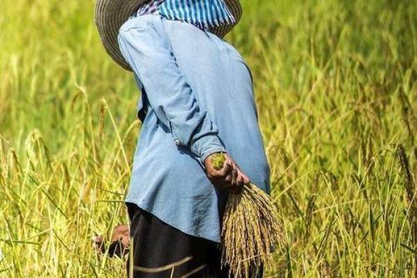 见了“黄大仙”，这事不一般，农民很为难