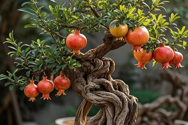 北方庭院十大吉祥之树风水树