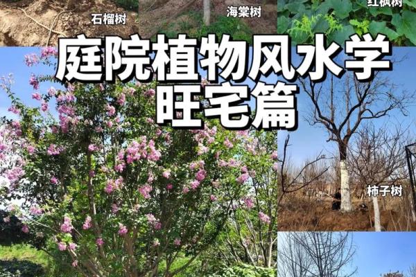 北方庭院十大吉祥之树风水树
