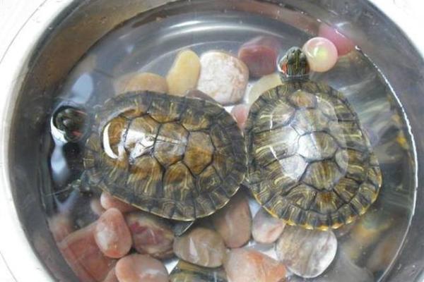 乌龟风水_龟眠之地是什么 乌龟风水_龟眠之地是什么