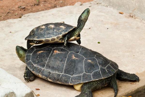 乌龟风水_龟眠之地是什么 乌龟风水_龟眠之地是什么