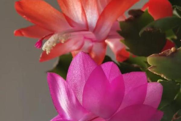 蟹爪兰风水寓意 蟹爪兰风水寓意