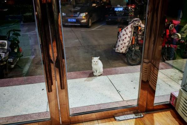 餐厅招财猫摆放位置 餐厅财神猫放哪好 餐厅招财猫摆放位置 餐厅财神猫放哪好