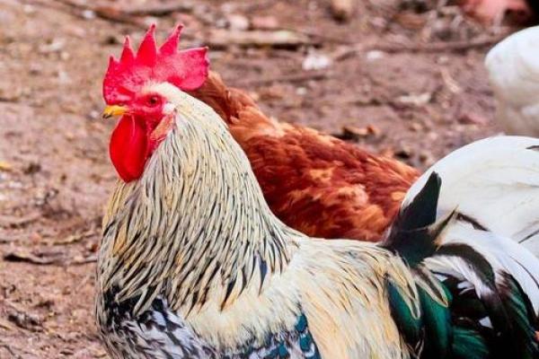 铜公鸡在风水的作用 铜公鸡在风水的作用阴宅 铜公鸡在风水的作用 铜公鸡在风水的作用阴宅