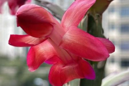 蟹爪兰风水寓意