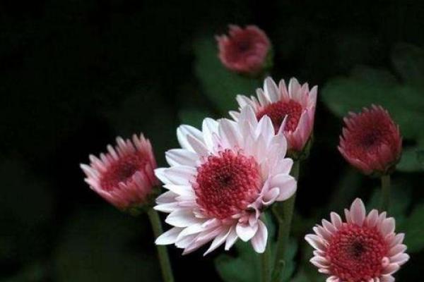 紫薇别走]巨蟹座-七世轮回换来今生的福报