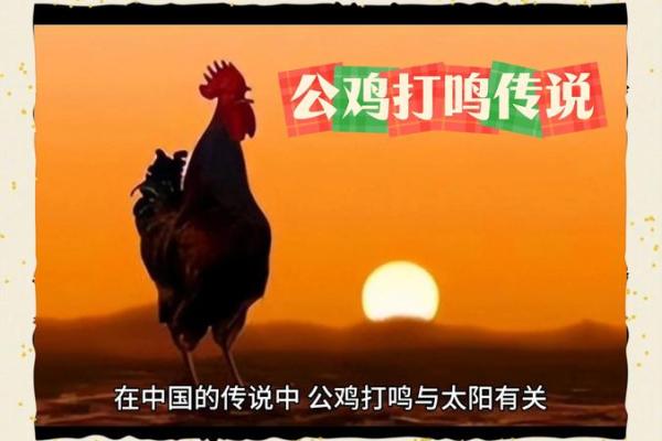母鸡打鸣算命怎么说,母鸡在早晨打鸣预示什么
