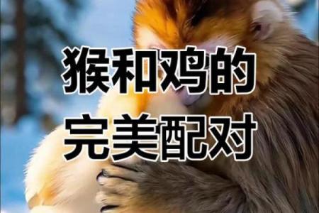 属鸡人属相姻缘配对