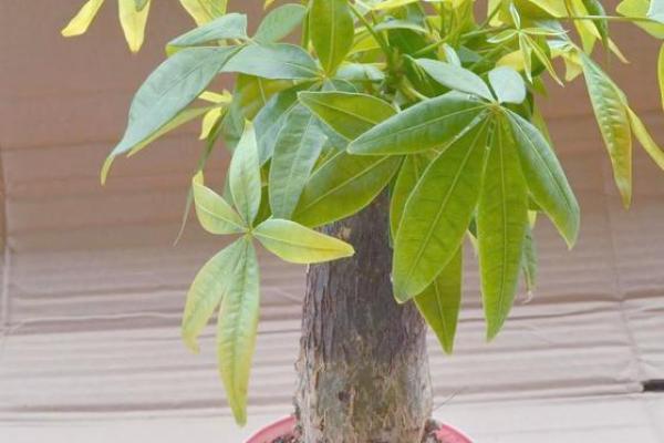 做生意的风水禁忌，想发财必看