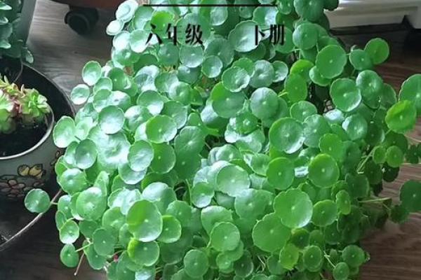 旺运风水局，如何使用植物布局