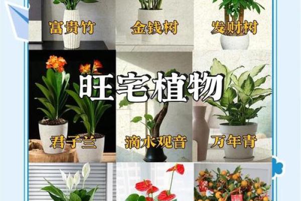 旺运风水局，如何使用植物布局