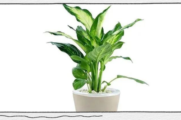 办公室风水：十二生肖最配的绿色植物有哪些？