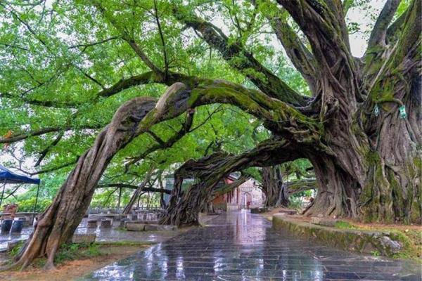 月老姻缘树有几种 月老姻缘树是什么树? 月老姻缘树有几种 月老姻缘树是什么树?