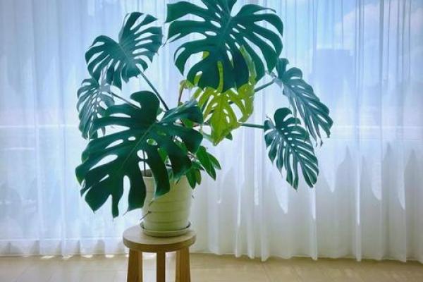 风水一年四季都不死的花都有哪些类型