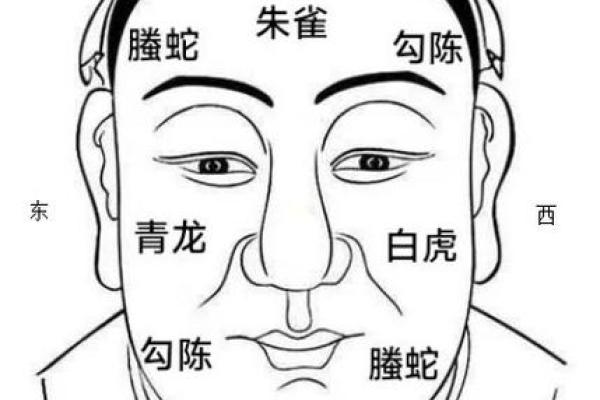 面相图解-弓丧眉算命及性格特征