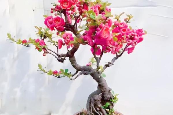 海棠花风水_家里养海棠花好吗 海棠花风水_家里养海棠花好吗