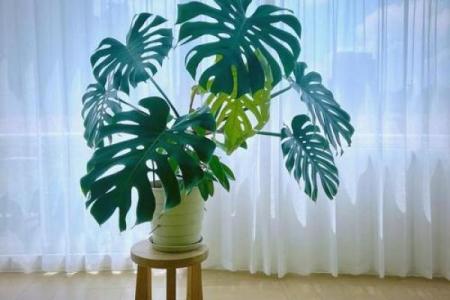 风水一年四季都不死的花都有哪些类型