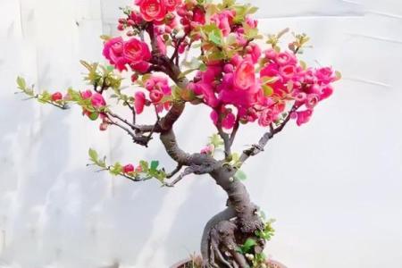 海棠花风水_家里养海棠花好吗