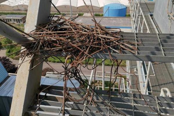 窗户筑巢风水禁忌 窗户筑巢风水禁忌