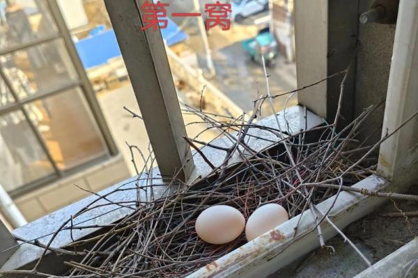 窗户筑巢风水禁忌 窗户筑巢风水禁忌