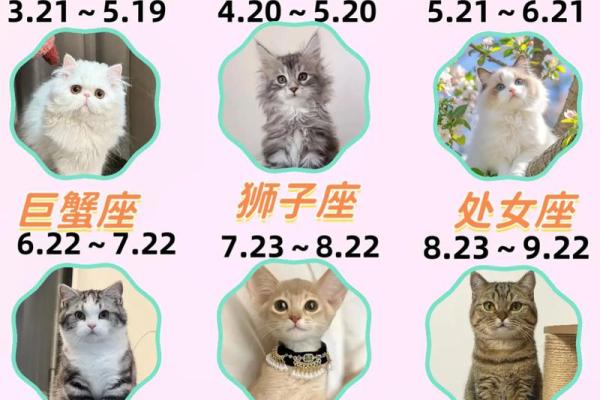 星座最适合什么猫类 星座最适合什么猫类