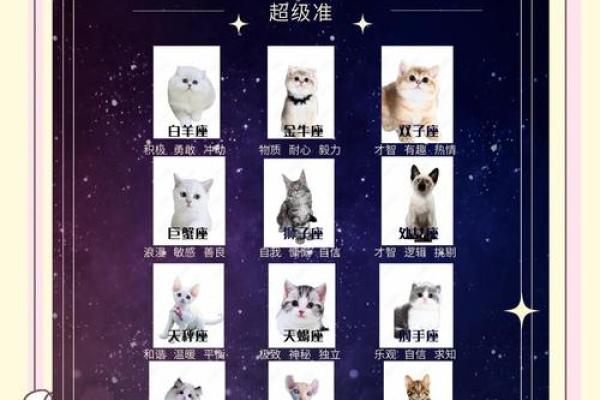 星座最适合什么猫类 星座最适合什么猫类