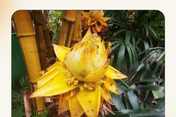 风水竹子开花意味着有灾祸发生吗 风水竹子开花意味着有灾祸发生吗