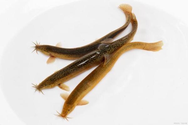 养泥鳅风水攻略 养泥鳅风水攻略