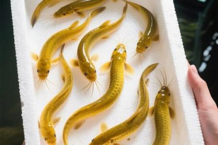 养泥鳅风水攻略