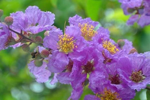 紫薇星什么颜色 紫薇星什么颜色