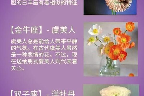 十二星座合适养什么绿植