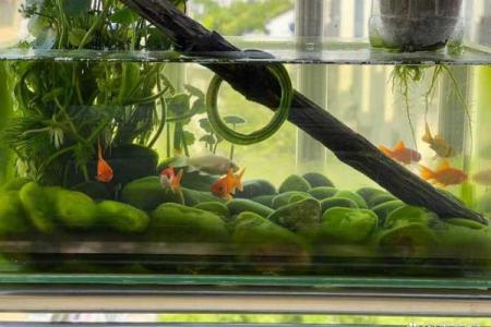 养鱼风水讲究需要注意哪些方面呢