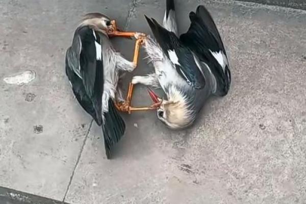 搞笑小鸟算命视频