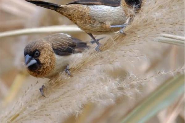 搞笑小鸟算命视频