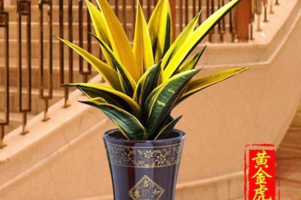 必须知道的风水植物优点有哪些? 必须知道的风水植物优点有哪些?