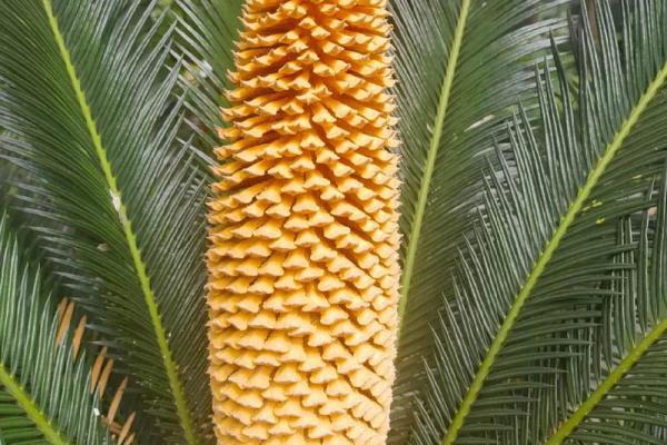 风水上铁树开花的意思