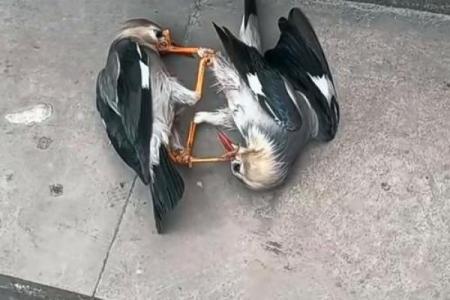 搞笑小鸟算命视频