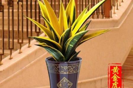 必须知道的风水植物优点有哪些？