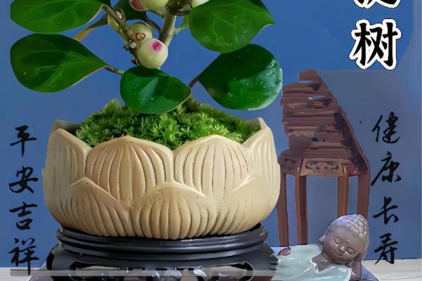 菩提树与家的风水 菩提树与家的风水