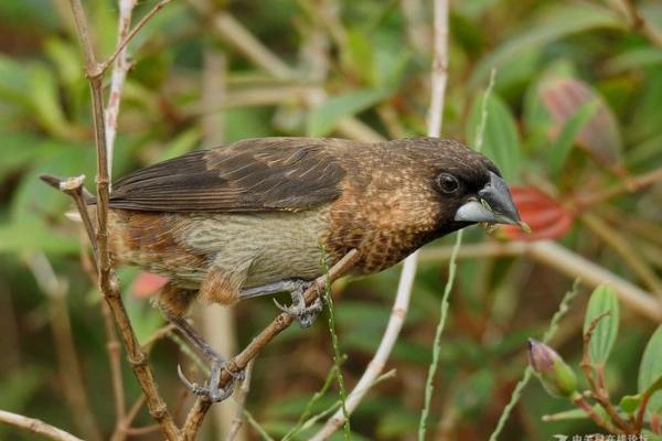 鸟儿算命图片大全 鸟儿算命图片大全