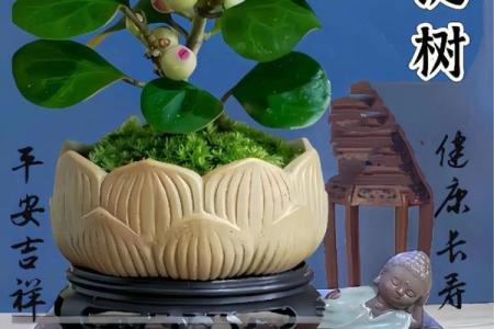 菩提树与家的风水