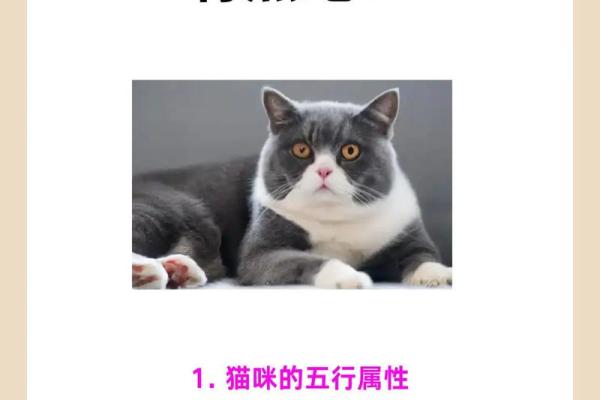 养宠物也是要讲究风水的