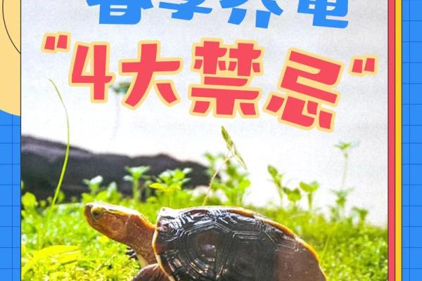 哪个生肖不宜养龟风水