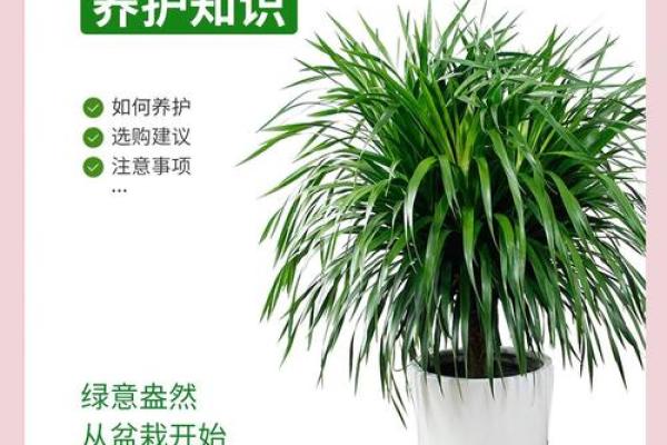 龙血树的寓意与风水作用