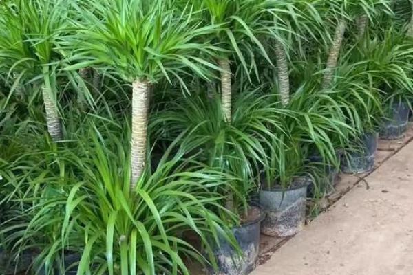 龙血树的寓意与风水作用