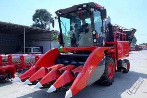 什么样的八字能成为鲜肉收割机