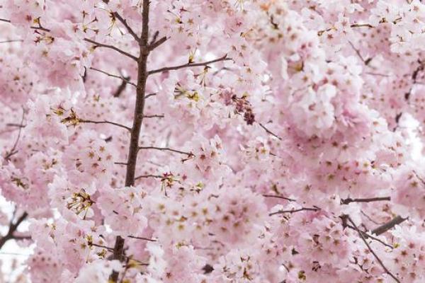 樱花与风水的魅力